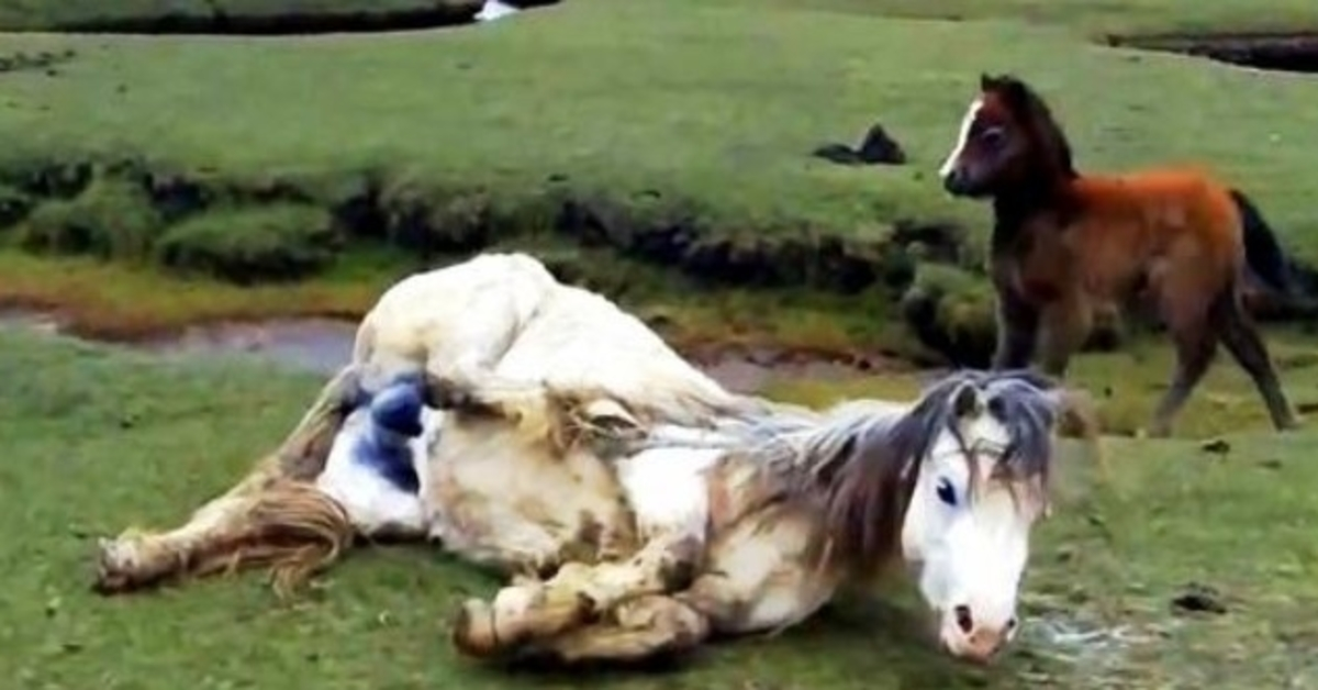 Mama Horse rimane gravemente impigliata e cade, il puledro va nel panico quando vede l’avvicinarsi della marea