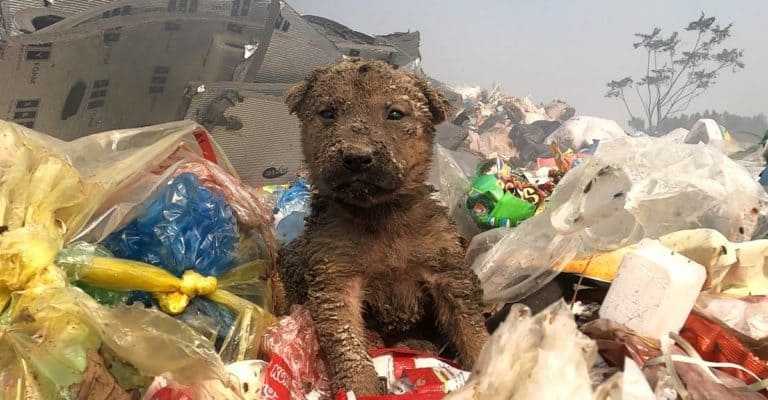 Scaricato per lottare nel camion del garage, il povero cucciolo è stato avvistato e salvato