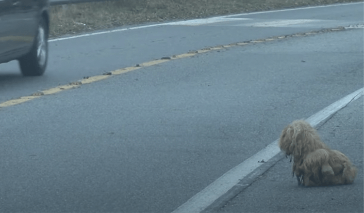 Cane arruffato guarda incessantemente le auto per 2 anni sperando che il suo padrone ritorni