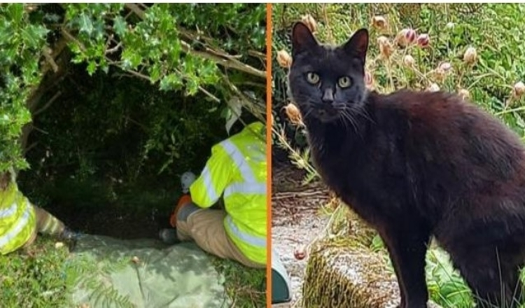 Il miagolio di un gatto porta la polizia alla scomparsa di una donna di 83 anni caduta in un burrone