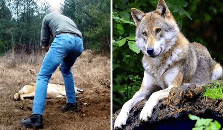 L’uomo salva un lupo morente e i suoi cuccioli, anni dopo il lupo restituisce il favore