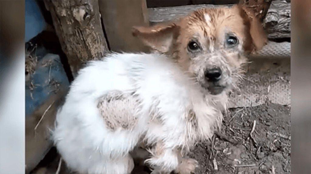 Con passi di dolore, il cane si avvicina ai soccorritori sperando di scappare dalla sua vita miserabile!