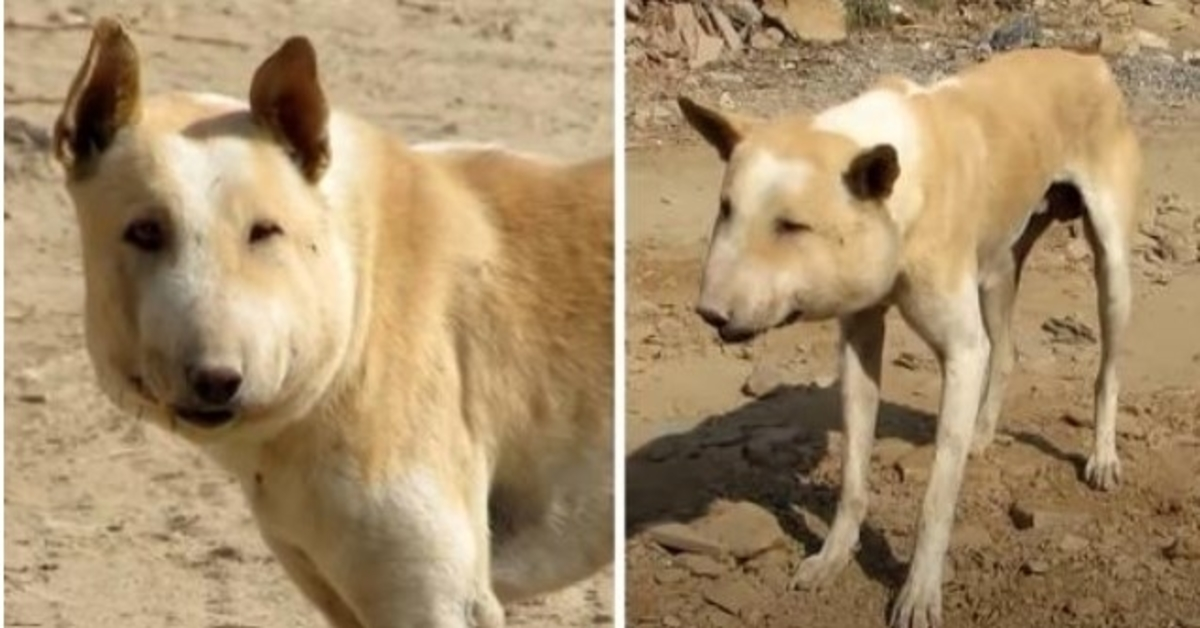 La gente lo derideva perché sembrava un “maiale”, ma solo lui sapeva il dolore che provava