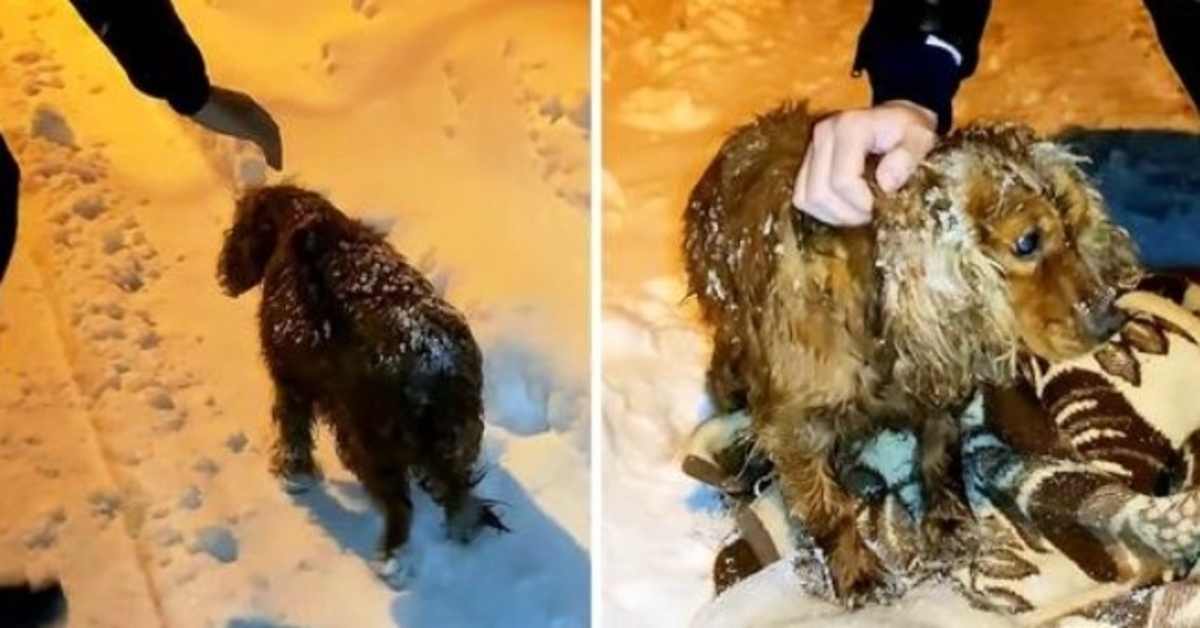 Cane lasciato morire fuori nella neve cammina lungo la strada con le sue ultime forze