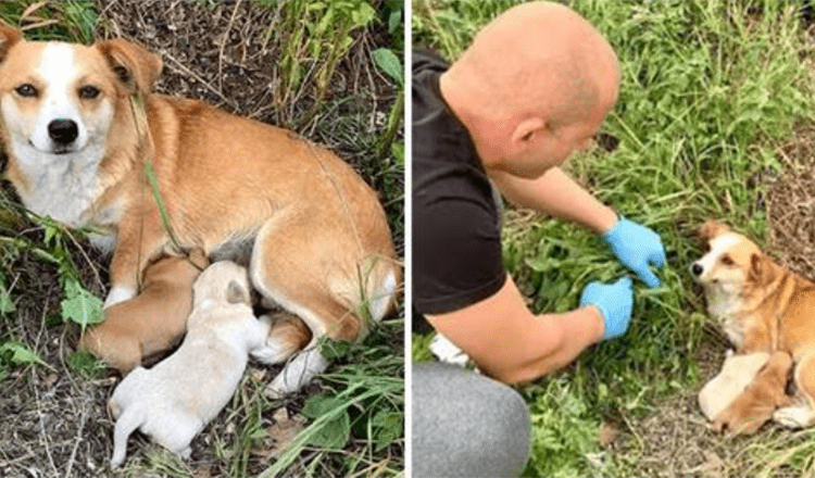 Mamma cane abbandonata con i cuccioli aspettava ancora il suo padrone giorni dopo essere stata lasciata