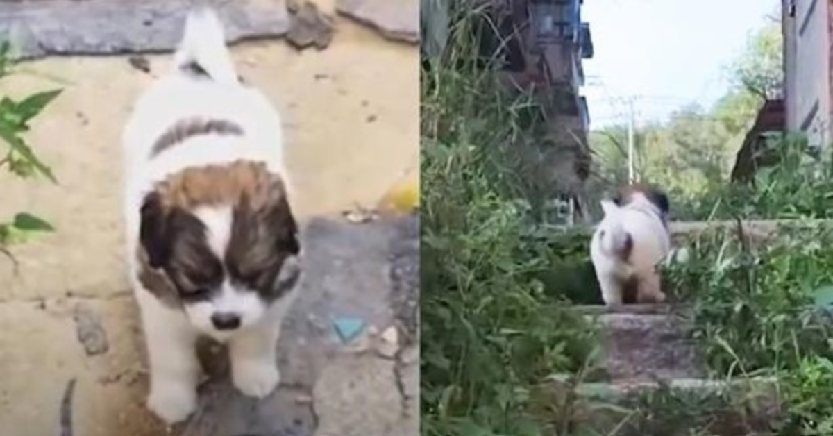 Il cucciolo randagio chiede con forza ai soccorritori di seguirlo in un edificio abbandonato