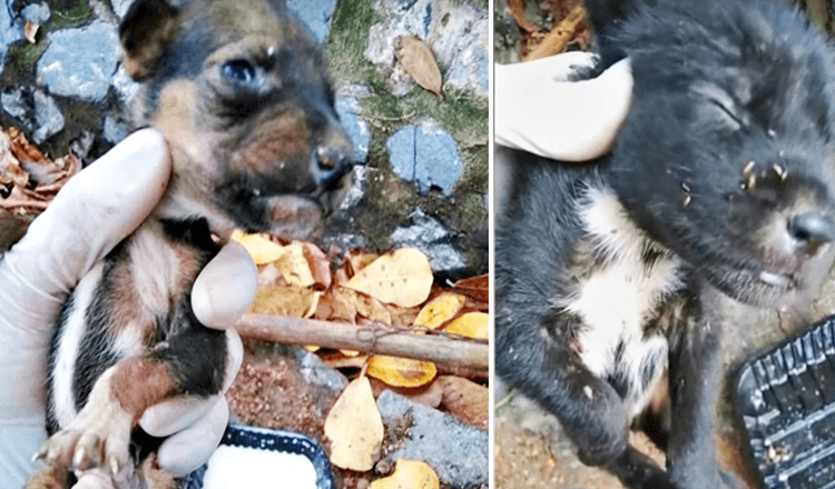 Appena nati e abbandonati in una fitta foresta, gridano a un uomo comprensivo