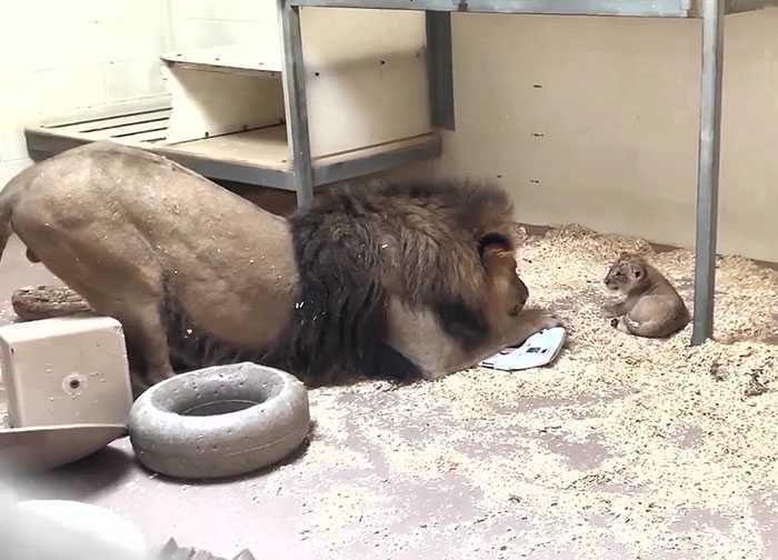 Momento da sciogliere il cuore Papà Leone si accovaccia per incontrare il suo cucciolo per la prima volta