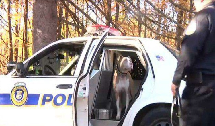 Il primo cane poliziotto Pit Bull di New York sta abbattendo gli stereotipi sulla sua razza