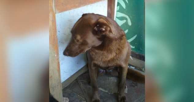 Cane depresso è stato solo al rifugio per 2 anni e ha riconosciuto un odore familiare