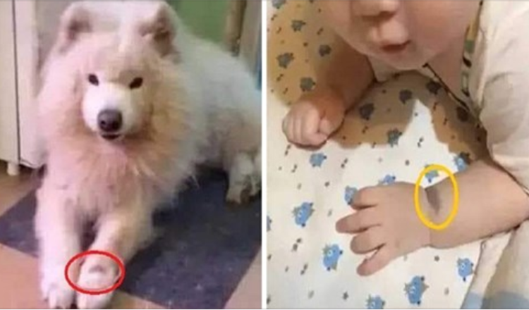 Una donna assicura che il suo bambino è la reincarnazione del suo cane a causa della voglia