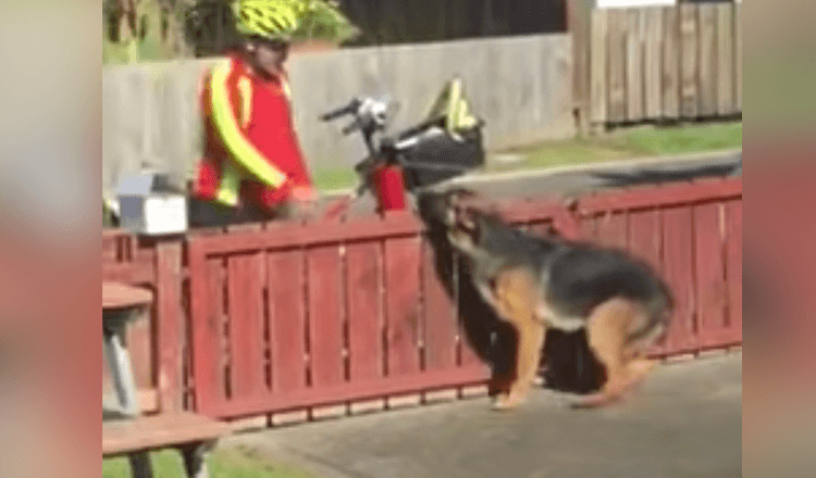 Telecamera nascosta riprende la dolce routine del postino con un cane incompreso