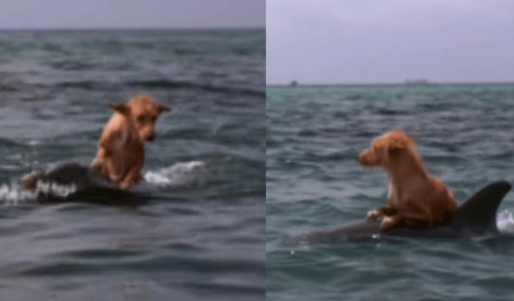 Cane cade nel canale e lotta per la vita finché un gruppo di delfini non lo salva con uno sforzo incredibile