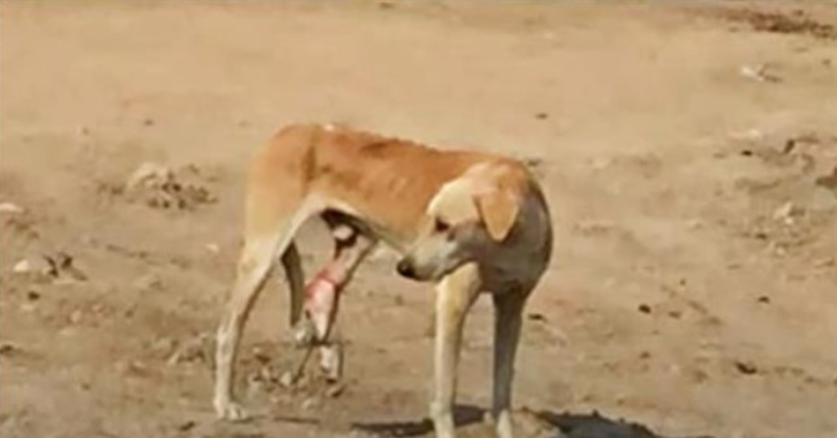 Cane di strada affamato con una gamba intrappolata non riesce a capire il suo dolore e gli cammina accanto