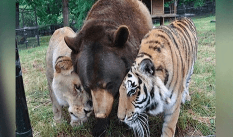 Leone, tigre e orso diventano amici per tutta la vita dopo essere stati salvati da cuccioli.