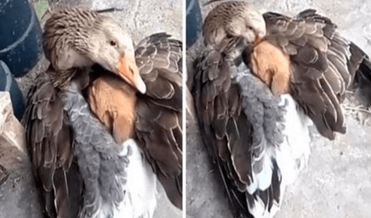 Momento commovente di un’oca che tiene caldo un cucciolo dopo che è stato abbandonato per strada