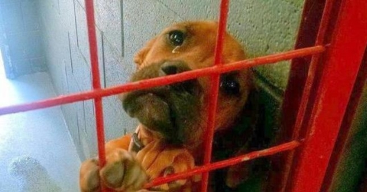 Shelter ha condiviso la foto del cane che piange lacrime vere poiché nessun potenziale adottante la sceglie