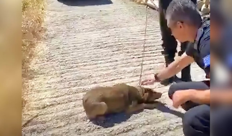 Il cane che ha trascorso tutta la sua vita su una catena ora può solo camminare in tondo