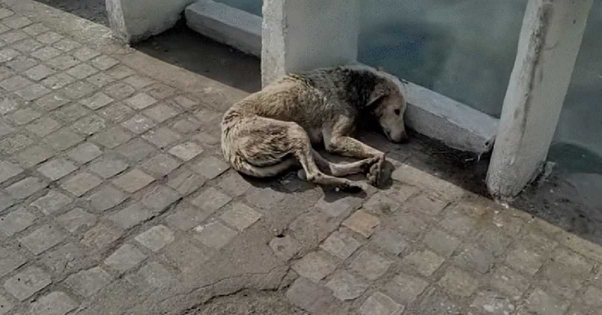 Cane con una ferita al collo si sdraia per morire ma i soccorsi stanno arrivando