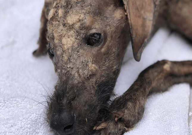 Il soccorritore che dà amore ai cani di strada morenti gli fa brillare di nuovo gli occhi