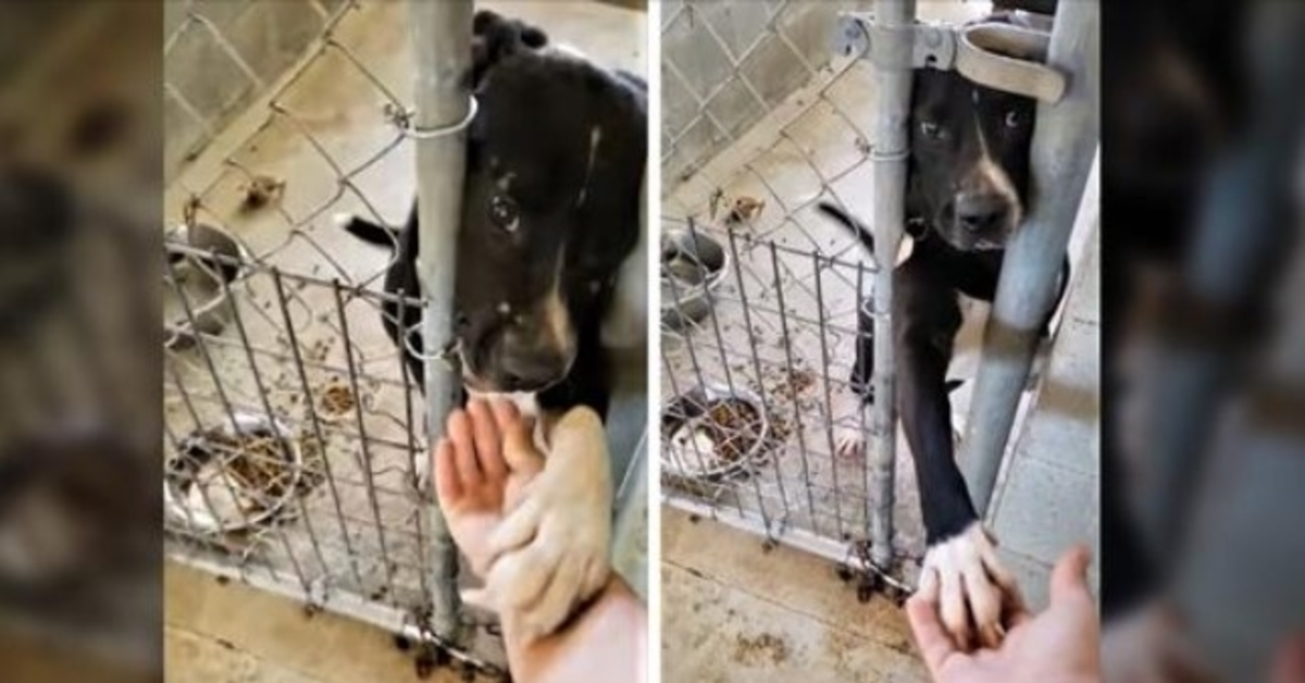 Cane da rifugio alla disperata ricerca di adozione cerca di tenere per mano tutti quelli che passano davanti al suo canile