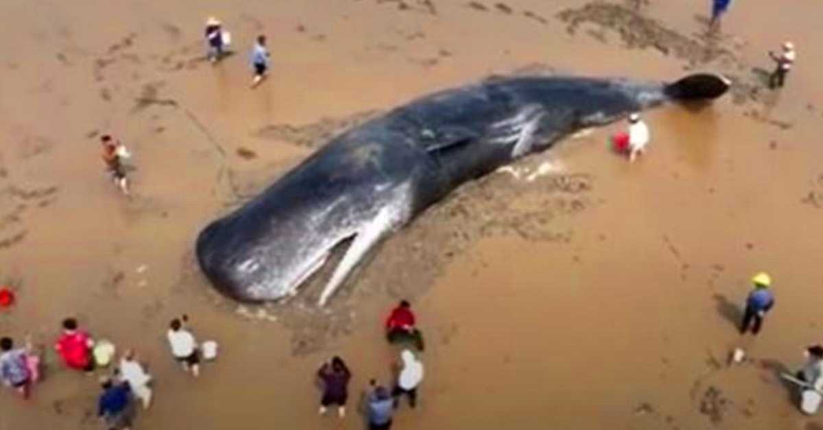 Dopo 20 ore di missione di salvataggio, un capodoglio gigante sopravvive per nuotare un altro giorno