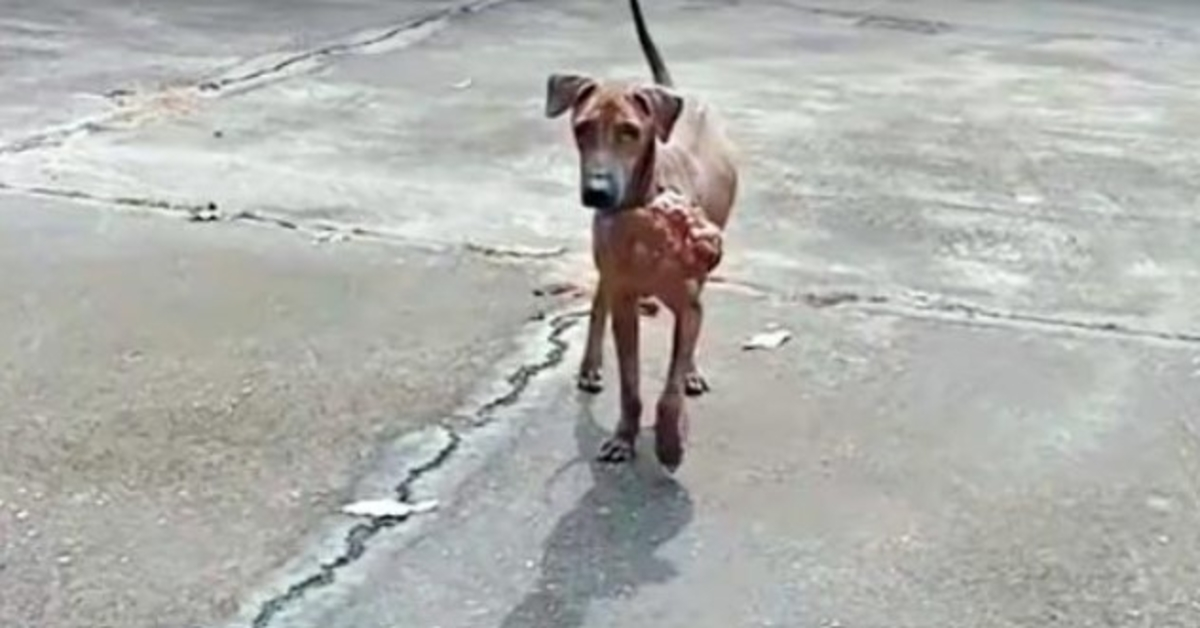 Stray Afraid Of People trova il coraggio di chiedere a 1 uomo di togliersi il dolore