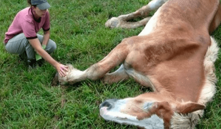 Un cavallo di 30 anni è stato abbandonato dopo anni di abusi