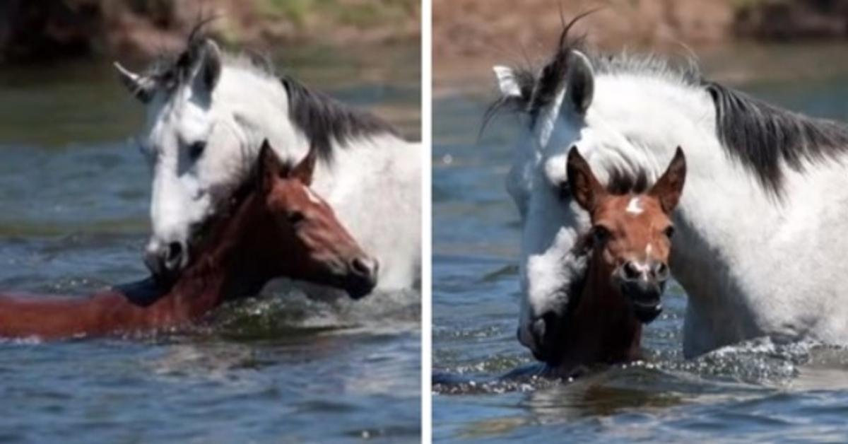 Momento commovente: il cavallo selvaggio salva la giovane puledra dall’annegamento