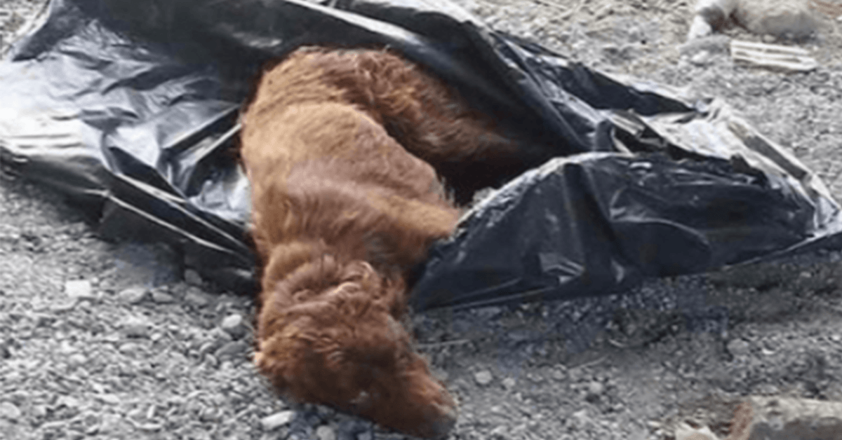 Cane legato in un sacco della spazzatura e lasciato a marcire dal letto di un fiume viene salvato appena in tempo