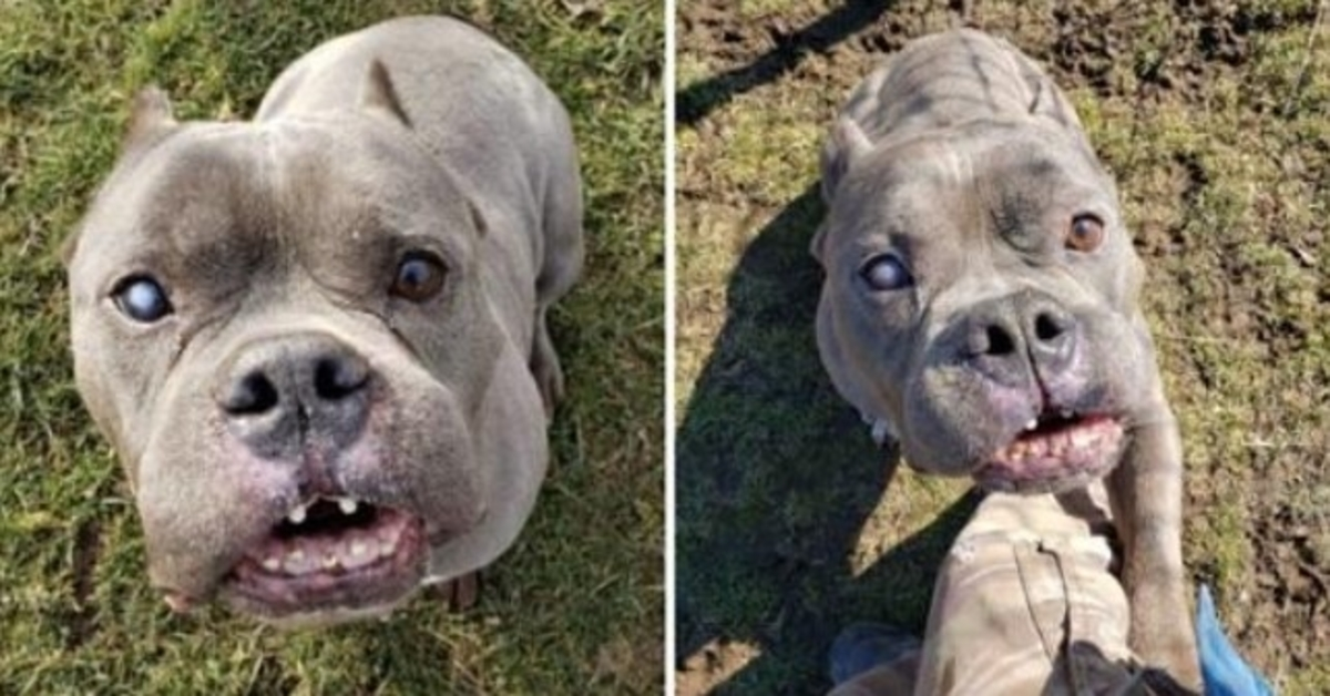 Dopo una lunga attesa, il “brutto” pitbull che nessuno voleva trova una casa