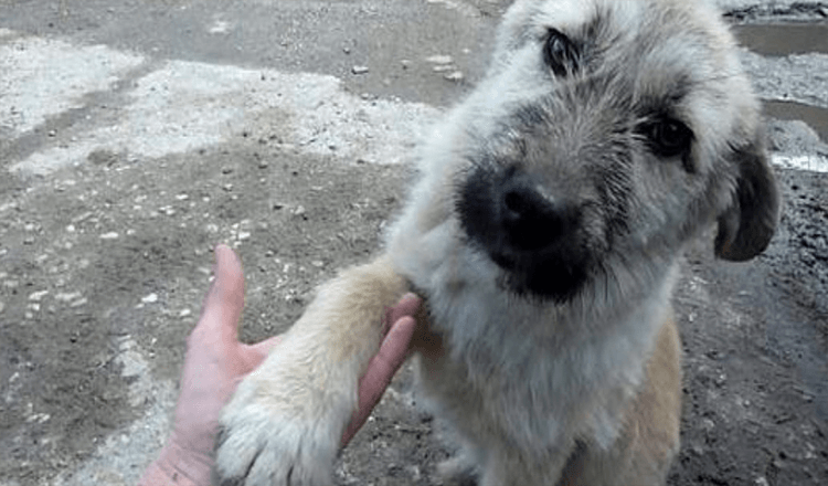 Il momento speciale in cui un cucciolo randagio stringe la mano al soccorritore dopo avergli salvato la vita!