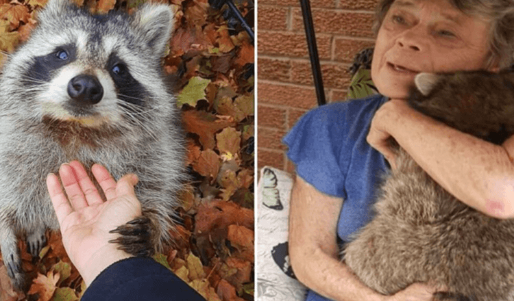 Raccoon continua a visitare la donna che lo ha salvato 3 anni dopo