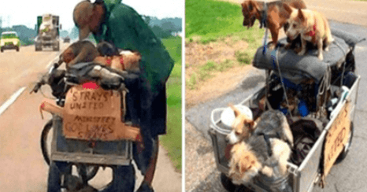 Una donna vede un senzatetto che spinge un carrello pieno di cani randagi e si ferma per chiedere la sua storia