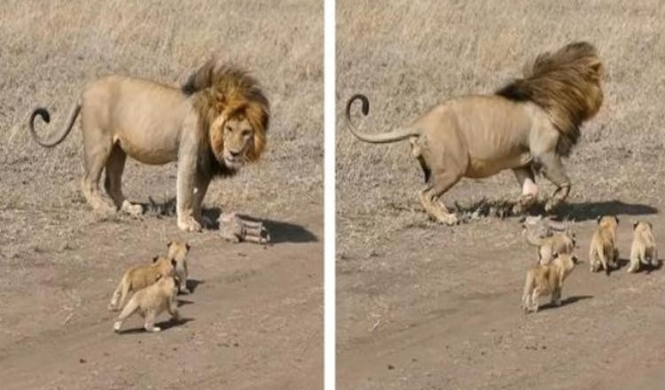 Papà leone cerca di abbandonare i suoi piccoli cuccioli in filmati commoventi