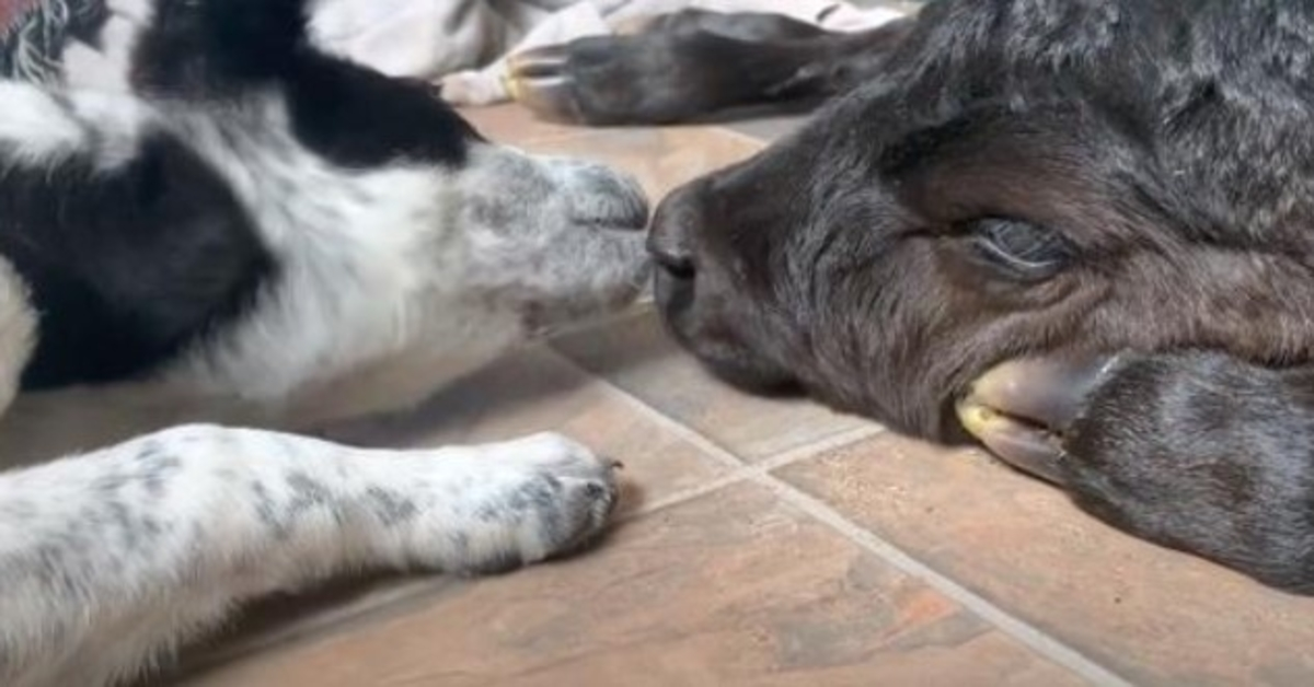 Cucciolo altruista aiuta il vitello morente che è nato nel freddo gelido