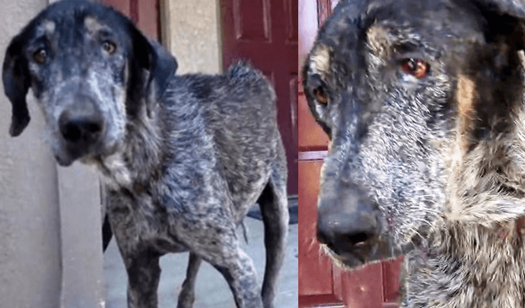 Il cane “indesiderato” viene abbandonato ancora e ancora ed è spaventato e triste