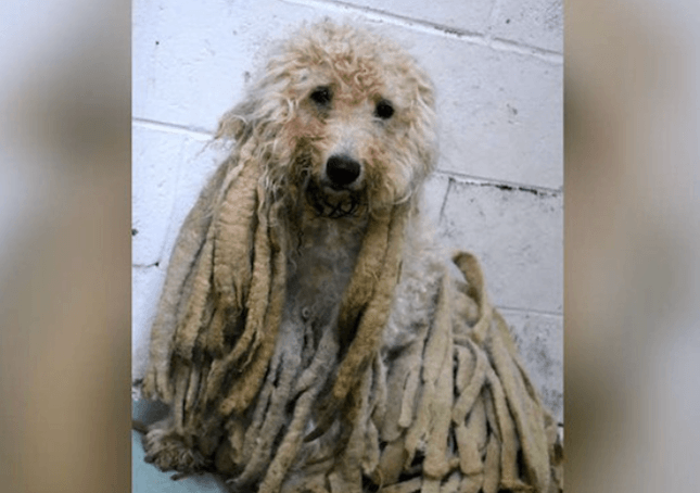 Barboncino coperto di dreadlocks sporchi liberati da chili di capelli