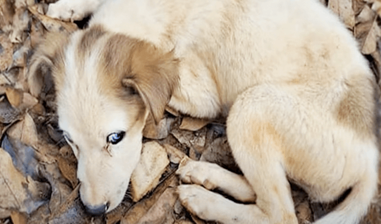 Il cucciolo dagli occhi azzurri impoverito della vita non aveva più energia per sedersi o muoversi