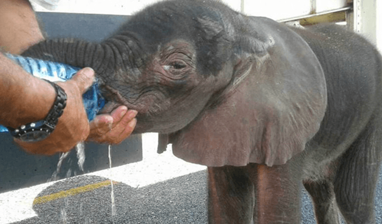 Il piccolo elefante esce dal nulla, è stato fermato da un gruppo di camionisti