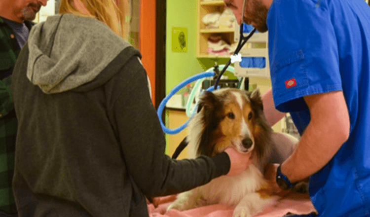 Cane paralizzato stava per essere soppresso finché il veterinario non ha sentito una zecca