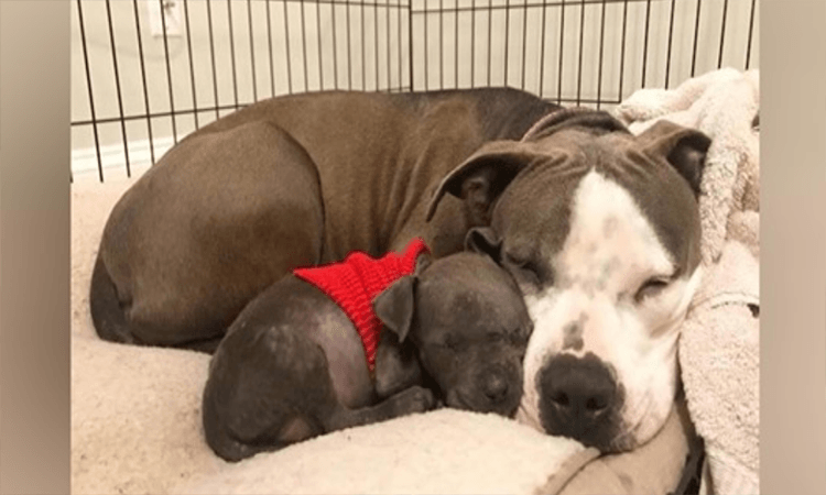 Pit Bull devastato trova finalmente l’amore con un cucciolo orfano dopo aver perso il suo