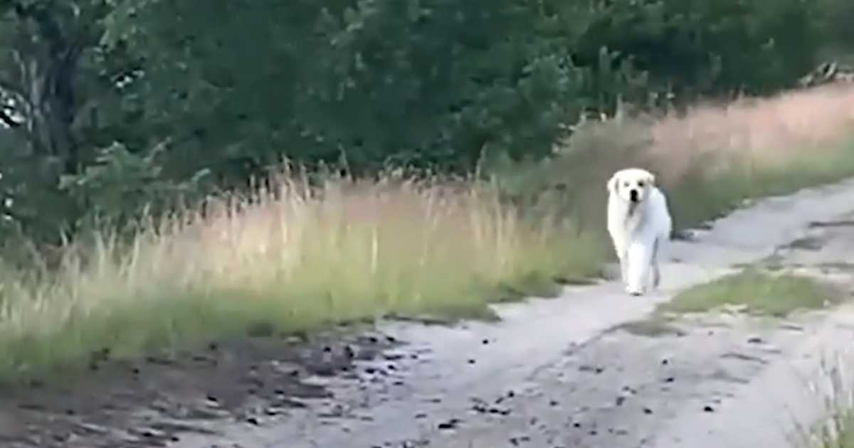 Stanno perdendo la speranza di trovare il loro animale domestico quando un grosso cane bianco appare sulla strada