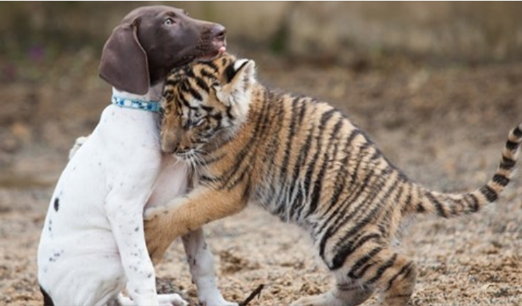 Il cucciolo di tigre rifiutato dalla madre trova il migliore amico in un cucciolo