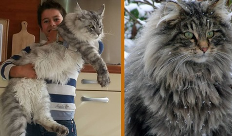 The Gentle Giant: incontra il Maine Coon, il cane del mondo dei gatti