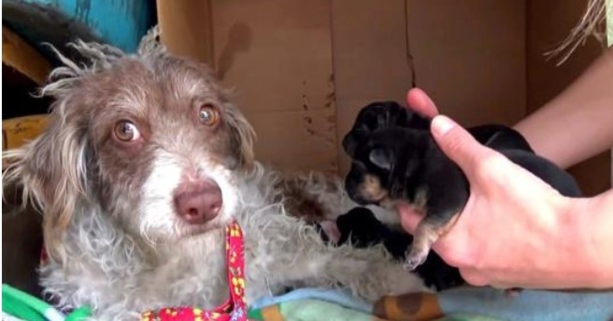 Il cane ha paura di rubare i suoi cuccioli, quindi si lascia leccare uno per uno