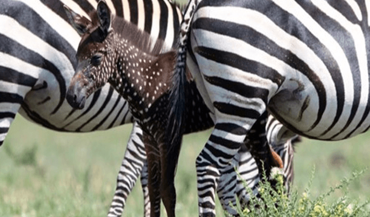 Baby Zebra è nato con punti invece che strisce – Prima volta mai registrata (+8 foto)