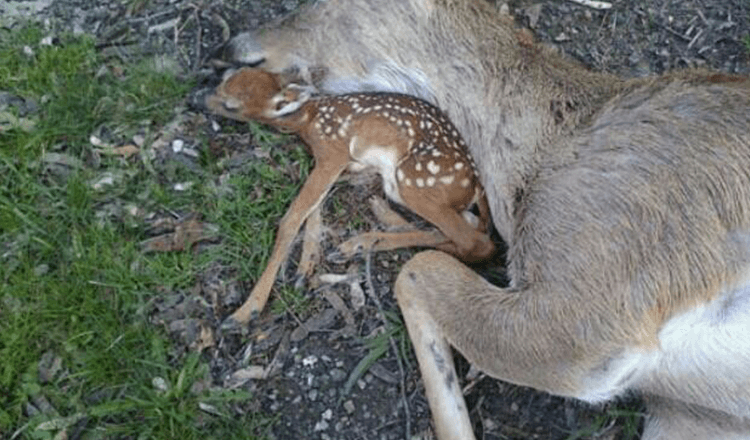 Il cucciolo di cervo giace accanto al corpo di sua madre sperando che respiri di nuovo