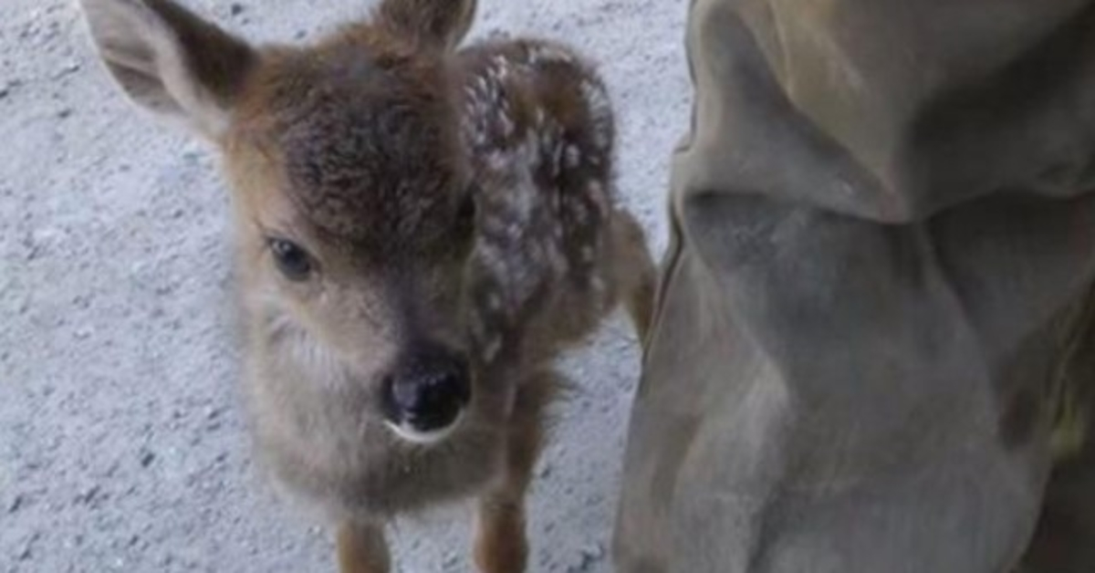 Un cucciolo di cervo solitario scambia il boscaiolo per sua madre e scalda i cuori