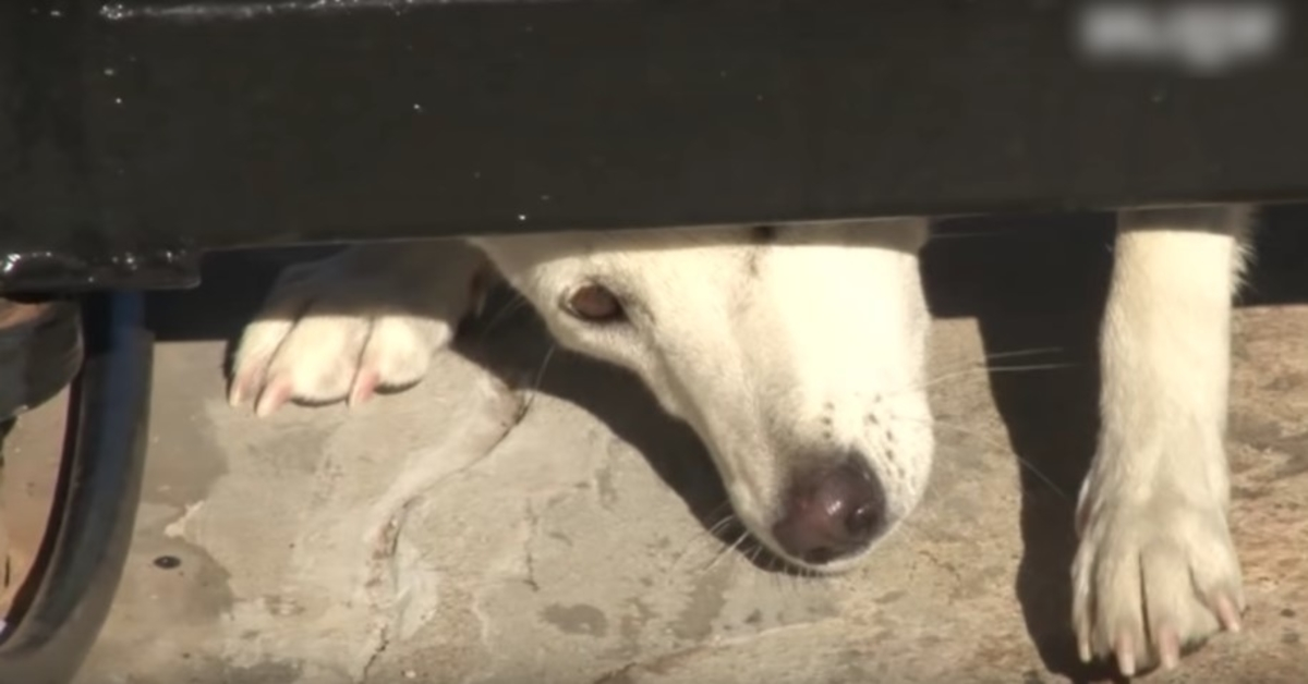 Il cane non amato striscia sotto il loro cancello chiedendo una casa, ma la moglie non si arrende